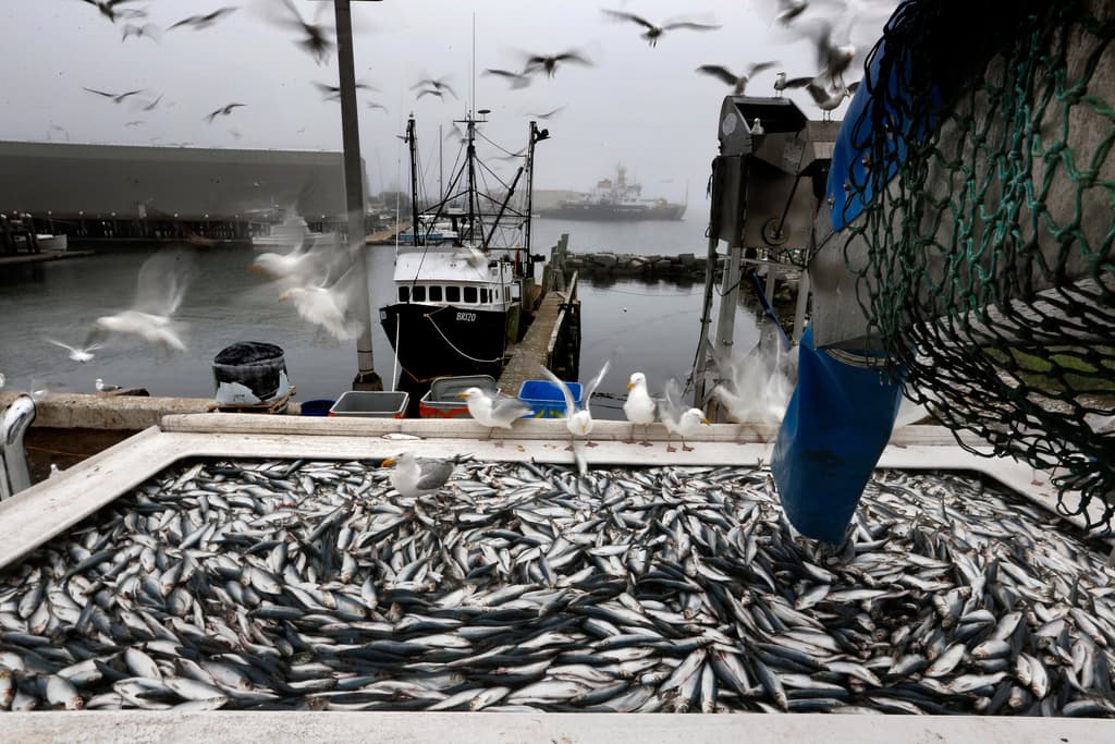 AP/Robert F. Bukaty, file Herring, the subject of federal regulations under review by the Supreme Court, are unloaded from a fishing boat at Rockland, Maine, July 8, 2015.